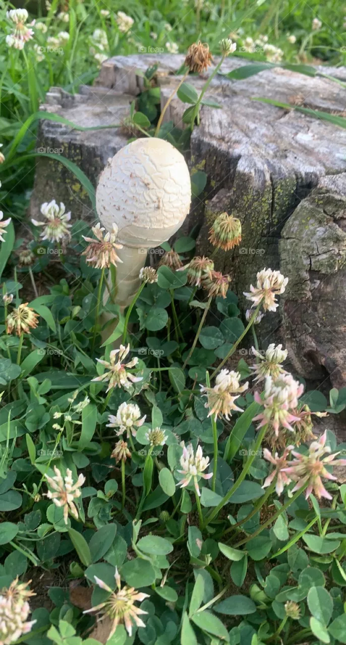 Mushroom