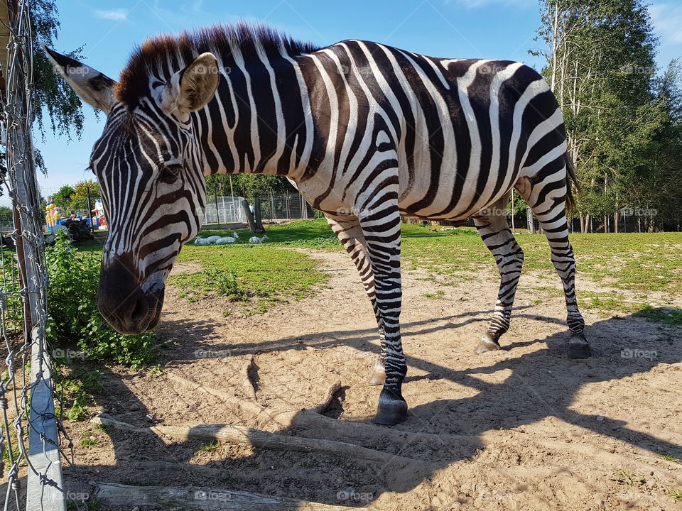 Zebra