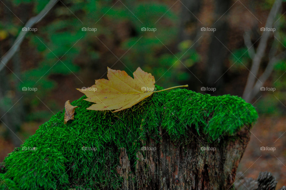 yellow leaf on a tree stump with moss