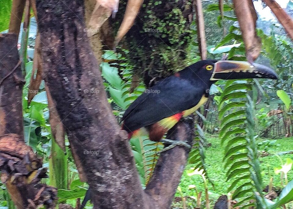 Toucan in the tree