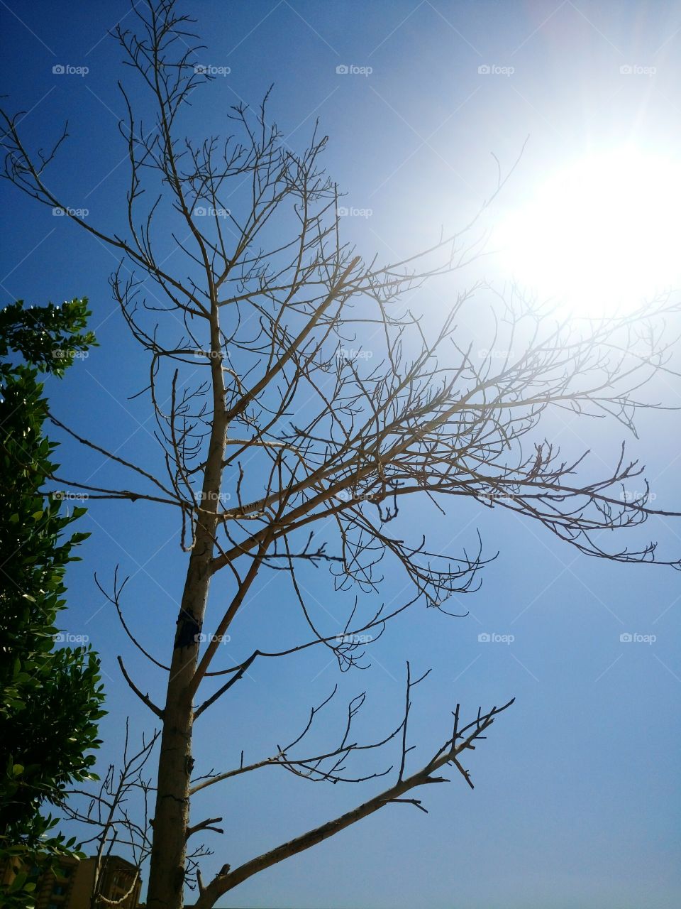 it's sunshine, tree
