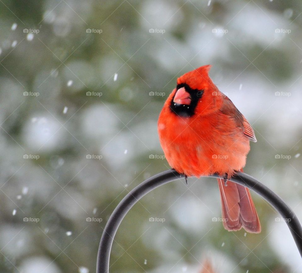 Cardinal watching
