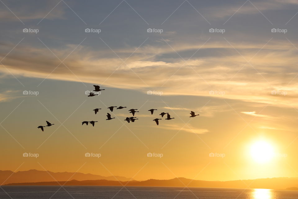 Flock of geese