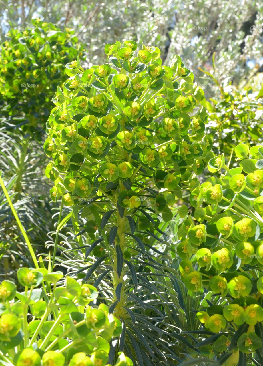 Rounded green plants. 