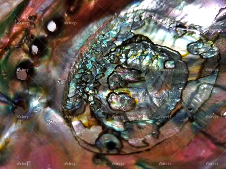 Extreme close-up of a beautiful abalone shell