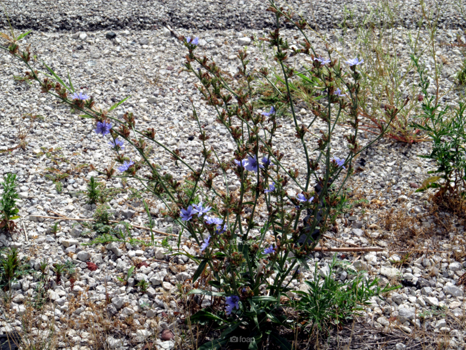 Flowering in the Gravel. a plant growing amongst pebbles and rocks.