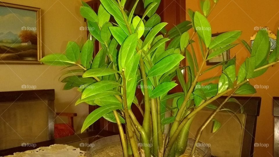 La millonaria en mi casa en contacto con la naturaleza