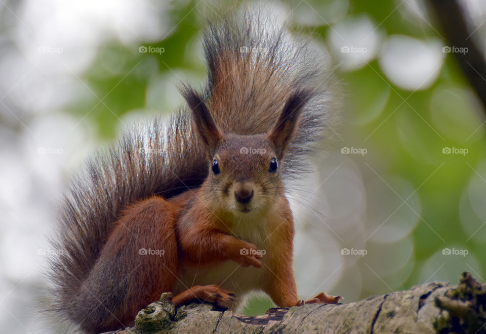 Squirrel
