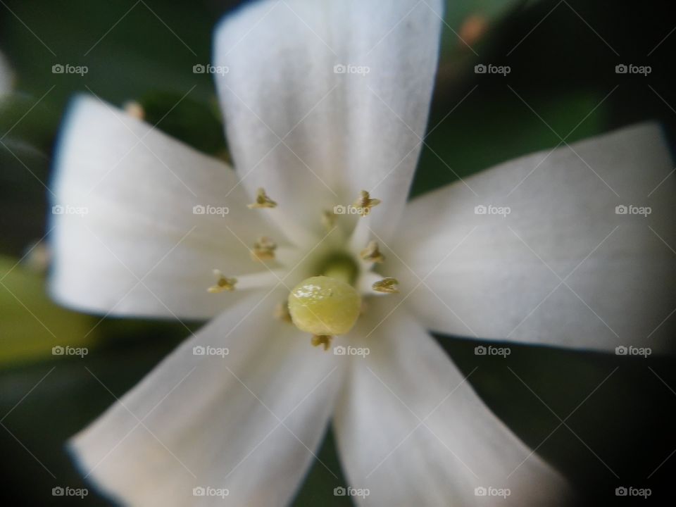 Beautyfull macro shots