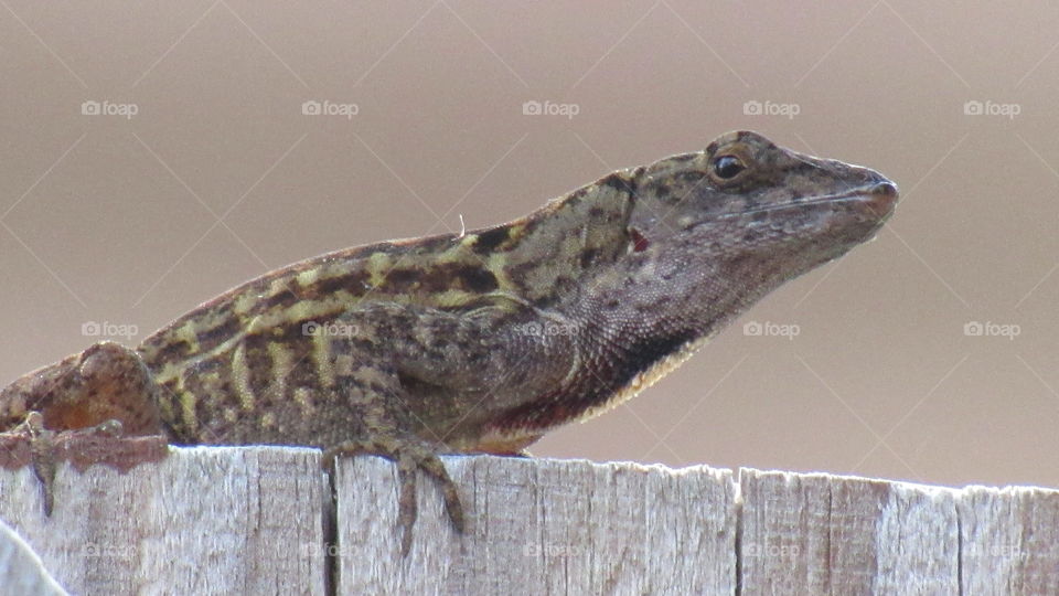 Florida Lizard 3