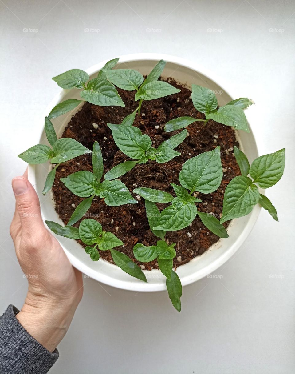 green sprouts in pot in the hand spring time