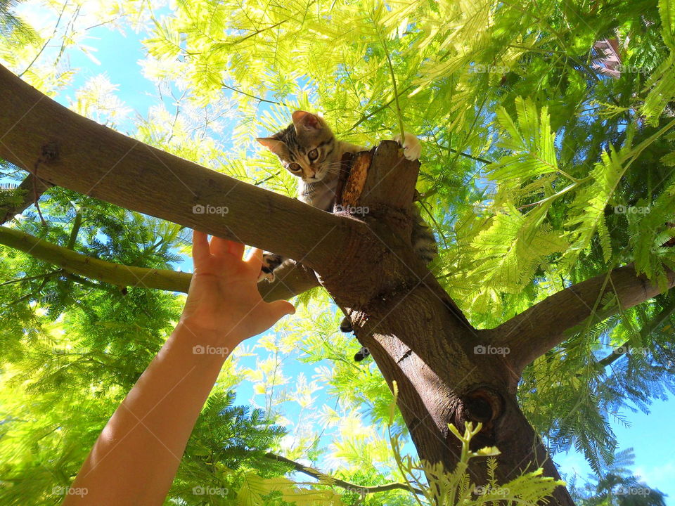 Close-up of hand reaching towards kitten on tree trunk