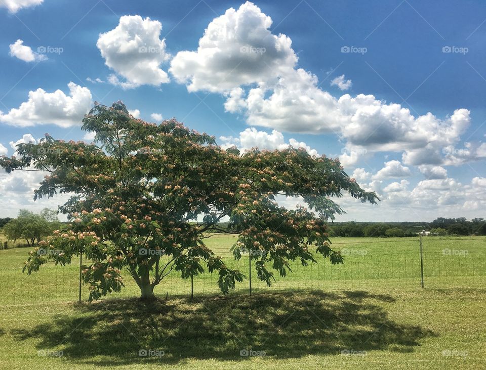 Mimosa tree in green pasture with blue sky and fluffy clouds 