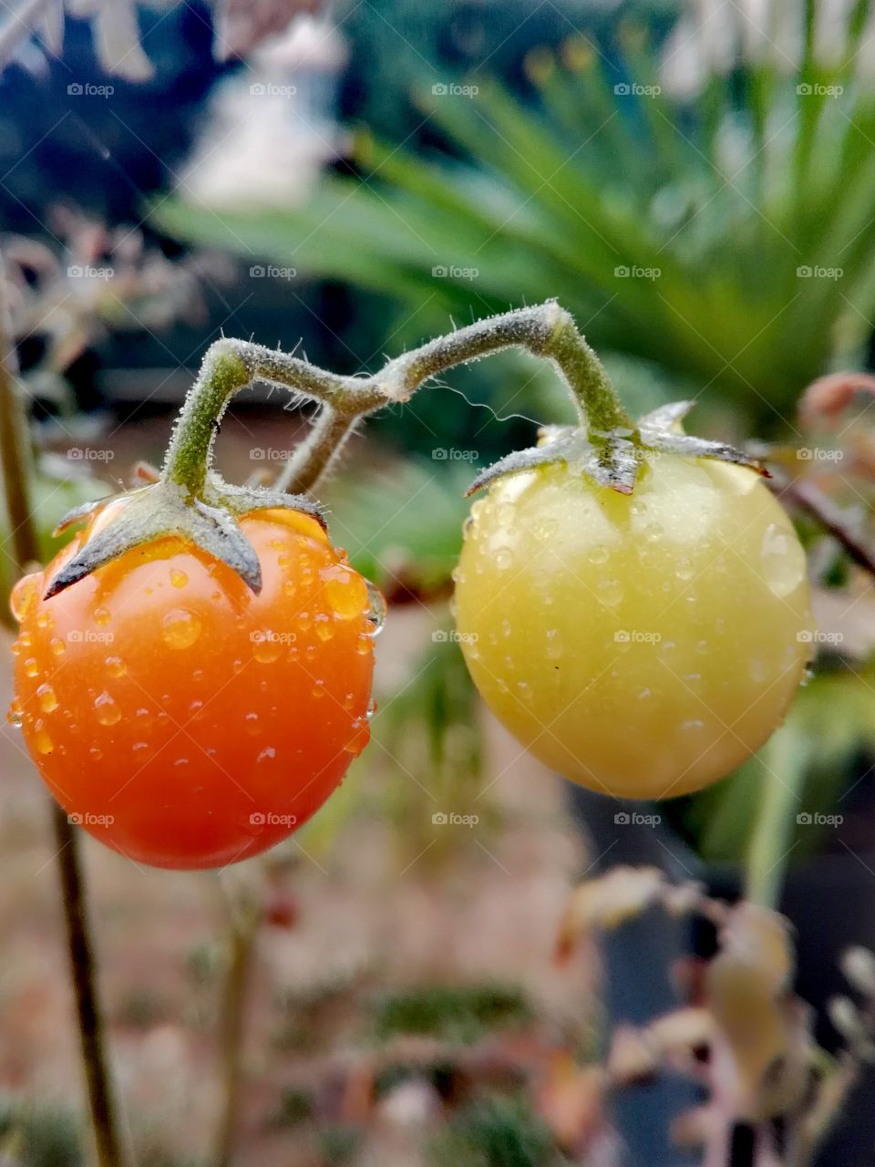 tomates, tomatoes