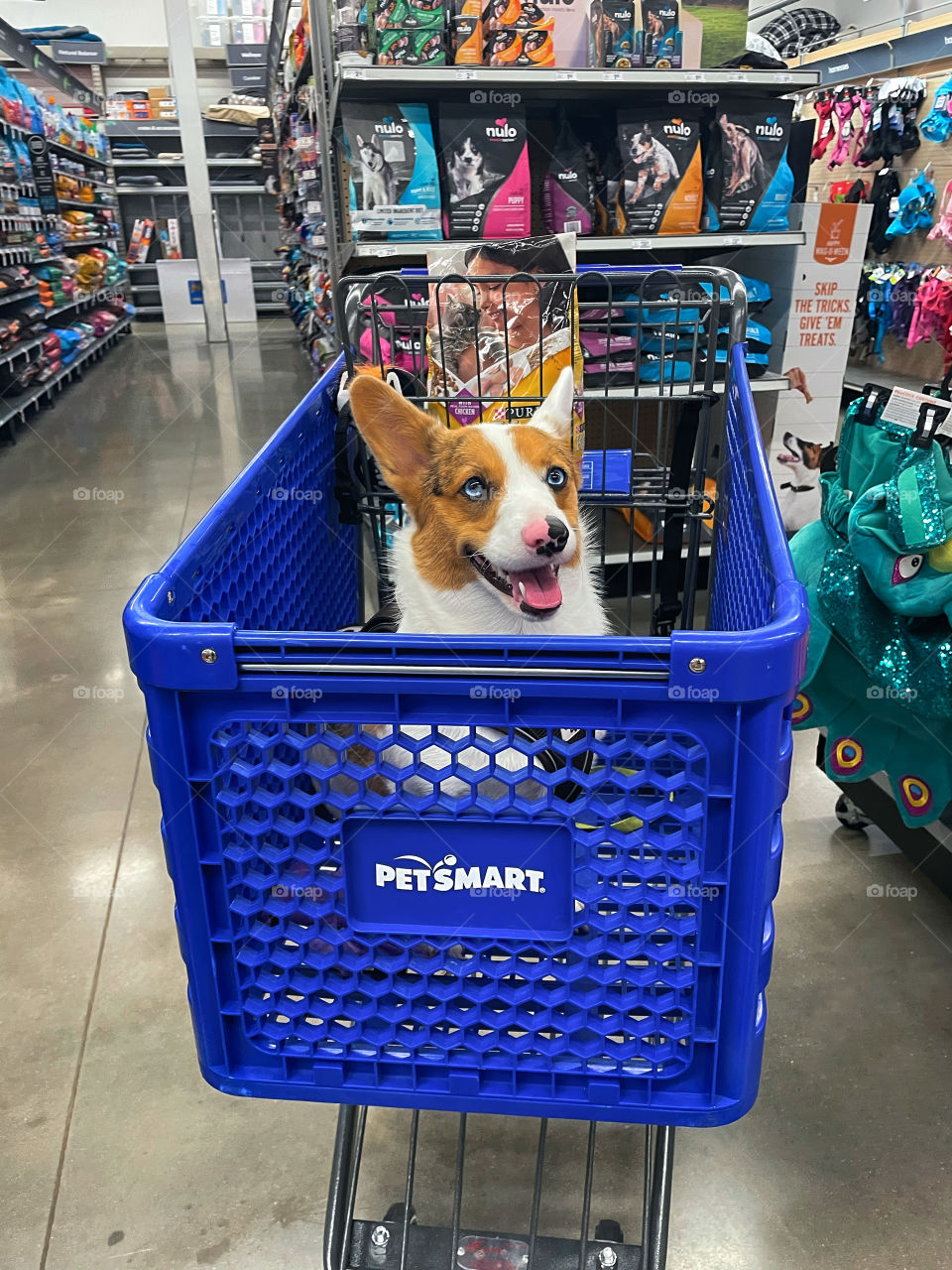Corgi riding in shopping cart Petsmart fun good times blue eyes big ears happy dog smiling 