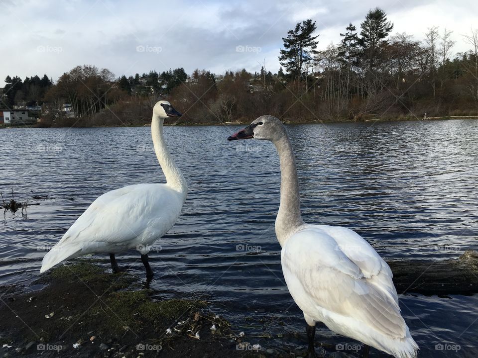 Beautiful white swans 