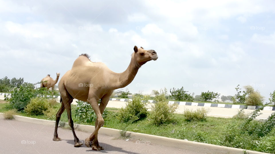 Camel the king of desert walking on highway