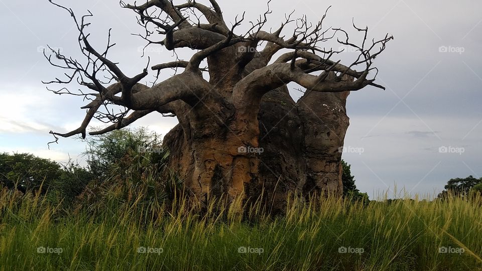 the upside  tree