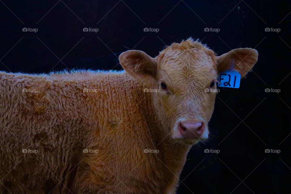 Moooooooo