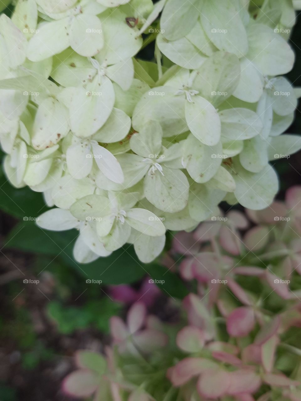 changing colours of hydrangea  - white