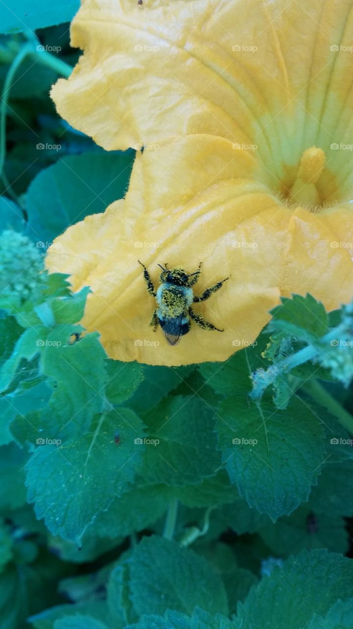 Bumble bee pollen