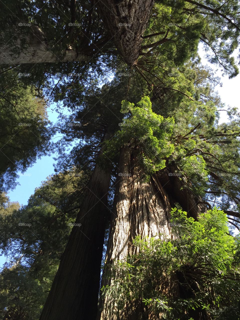 Giant trees. Huge trees 