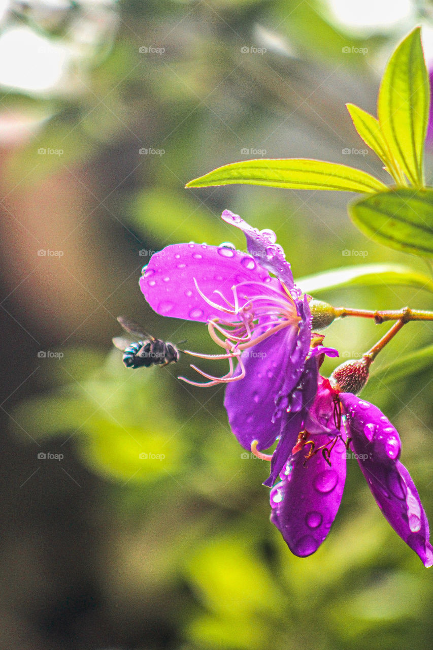 Amegilla cingulata is a species of blue-banded bees that is native to Australia and occurs in many other regions. Amazing Photography of flying blue-banded bees