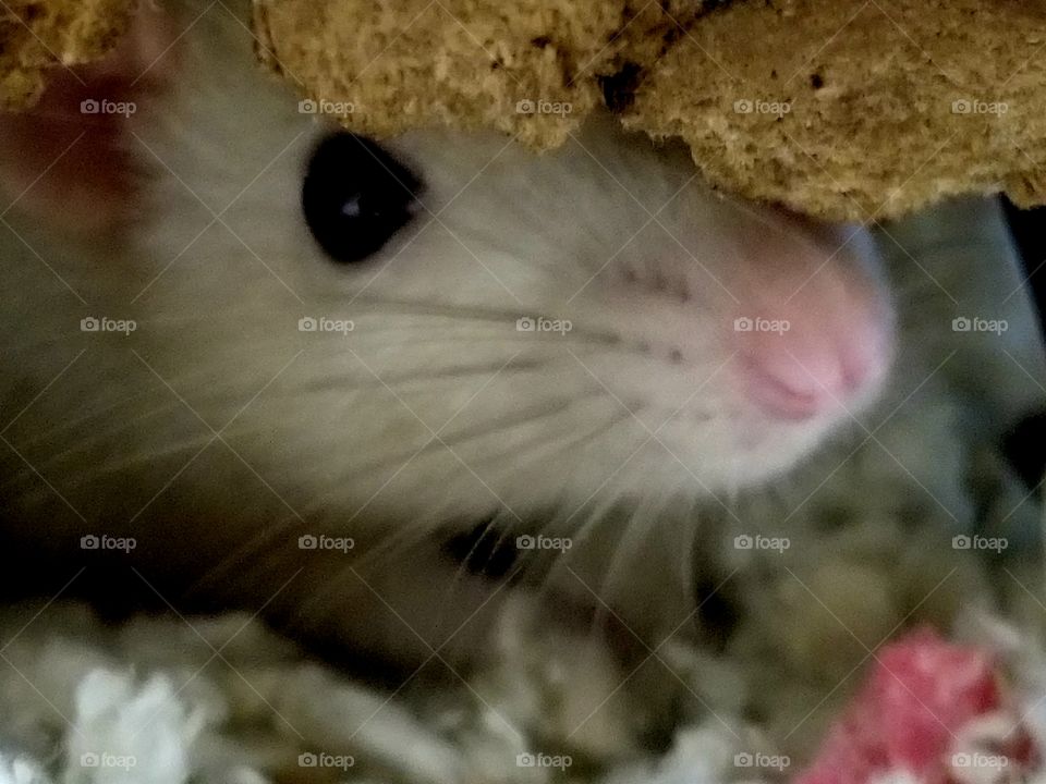 cute fancy rat being shy