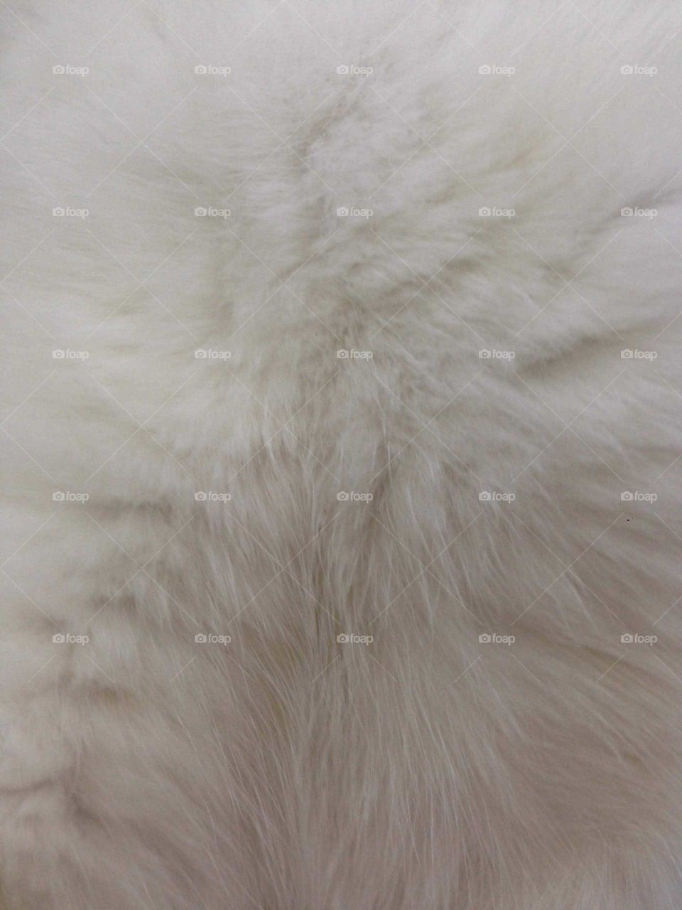 Cat's fur