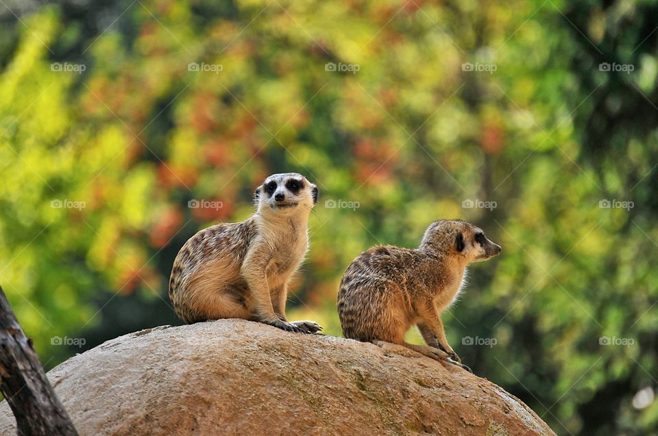 Meerkats