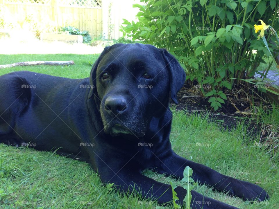 Chilling in the shadow. My dearly departed labrador, named Hamlet
2004/30/01-2015/07/30
Forever loved, forever missed