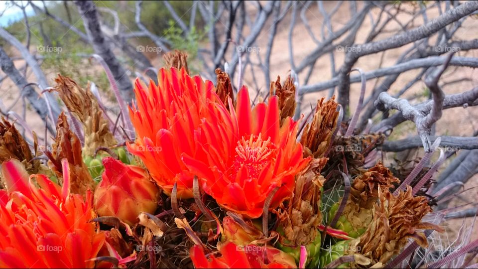 barrel cactus flower 3