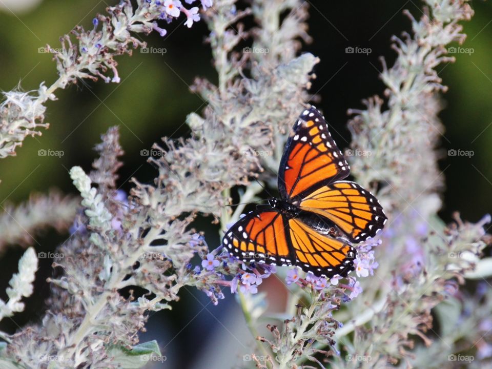 Monarch butterfly on plant