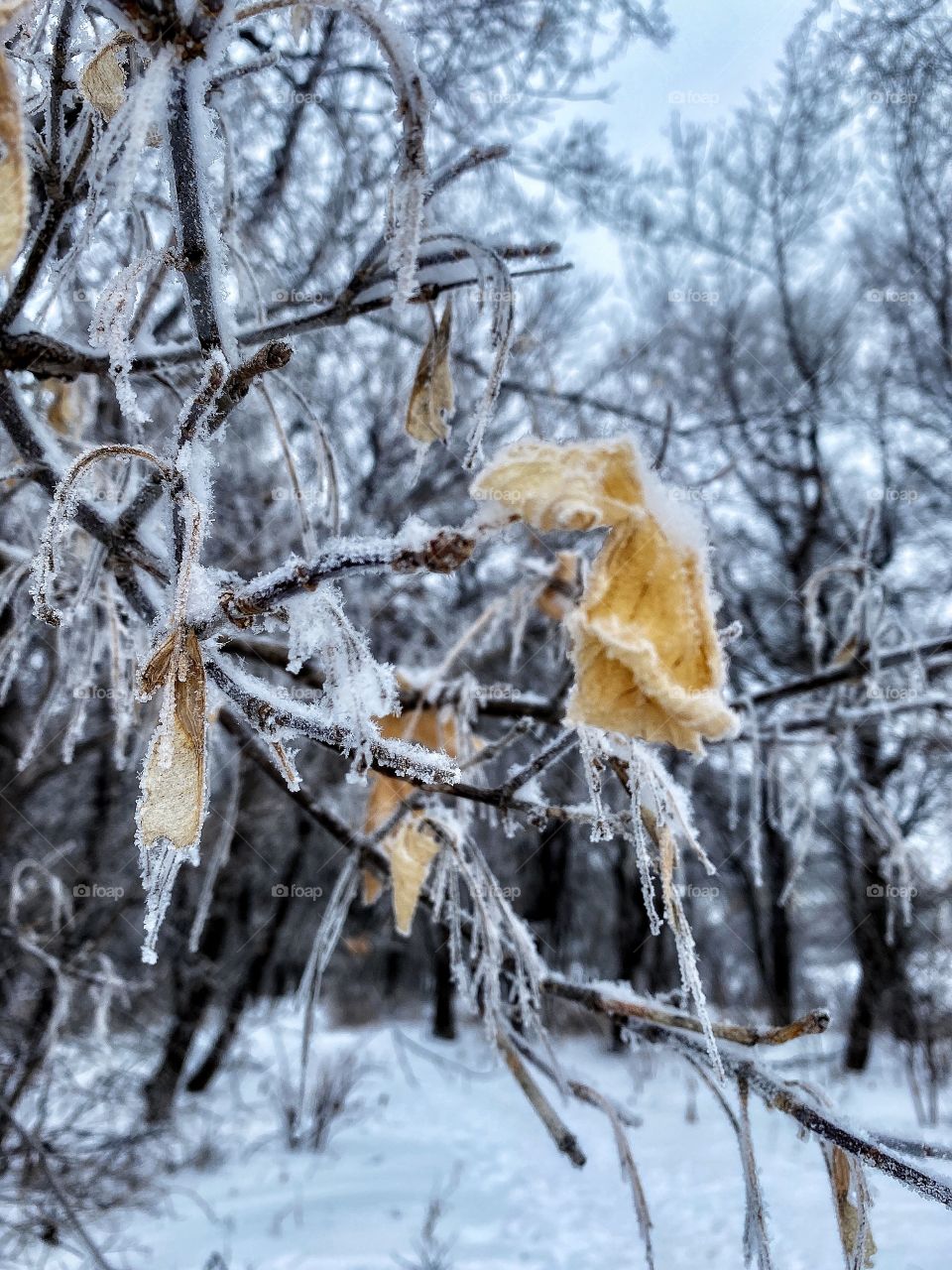 Icy branches 