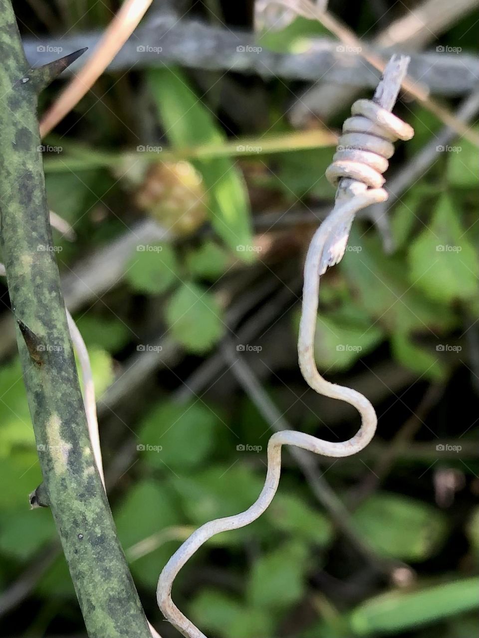 Withered and dried vine that had an amazing corkscrew- we need rain!!