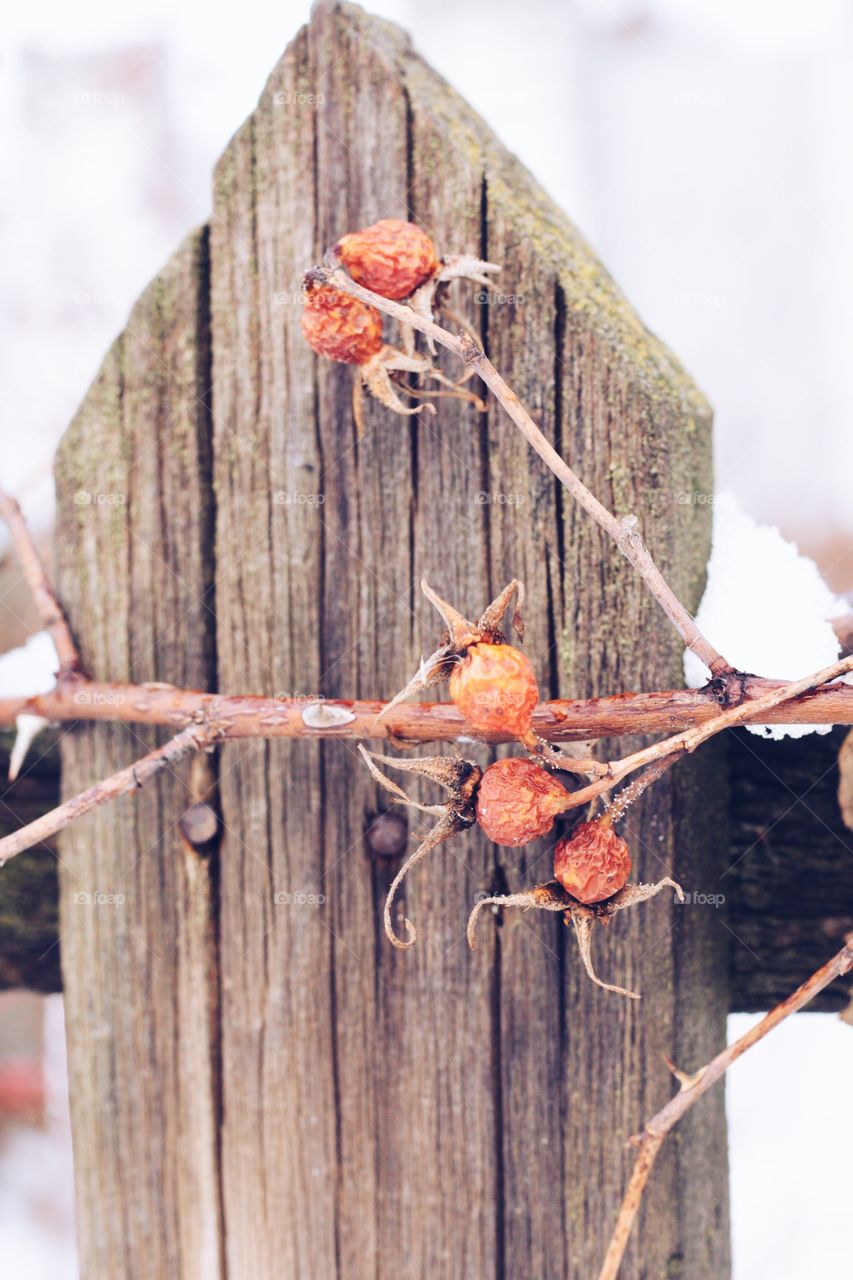 Winter berries 