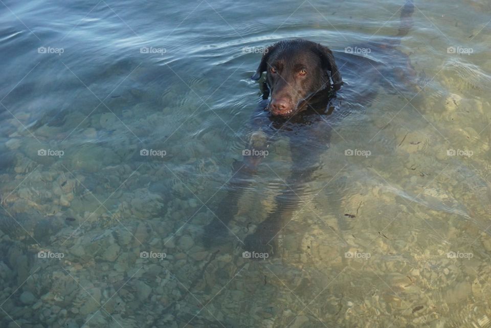 Labrador#dog#canine#sea#relax