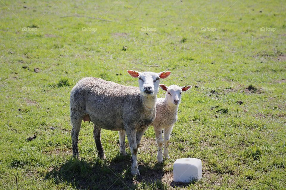 Mother and child sheep in field looking at the camera 