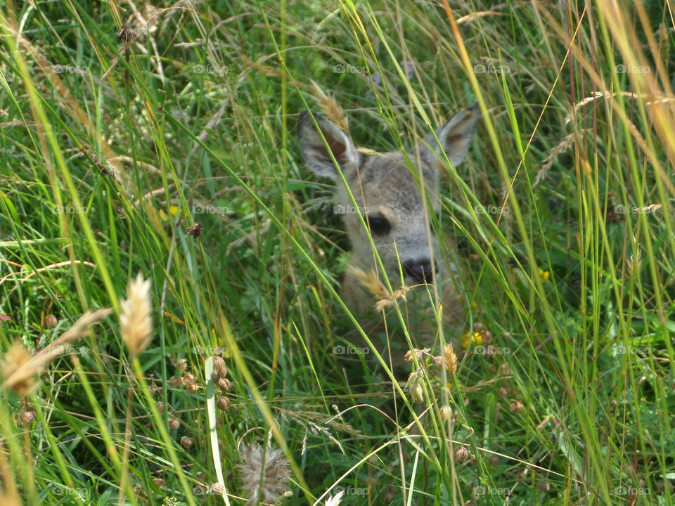 Deer grass. Cub