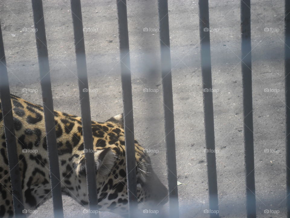 Leopard. Lipetsk Zoo.