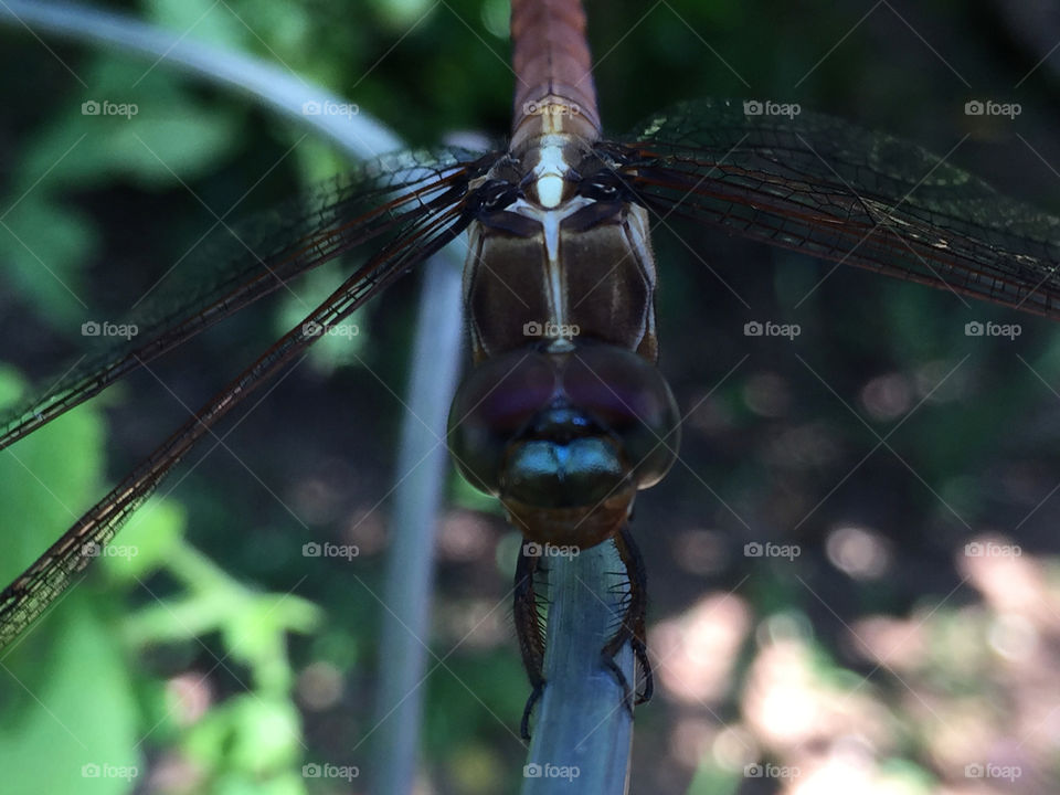 Dragonfly 