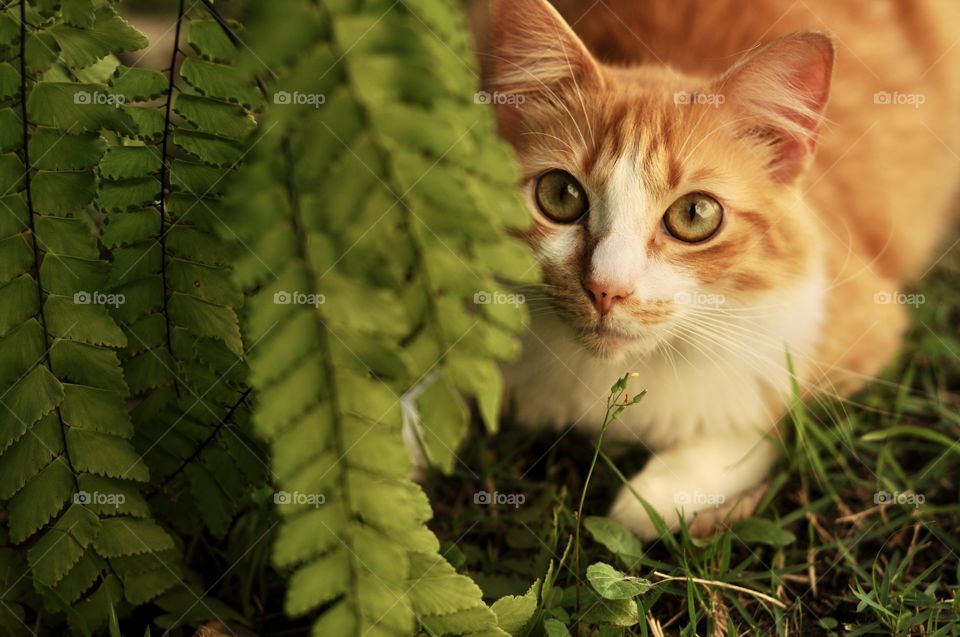 Cute kitten playing