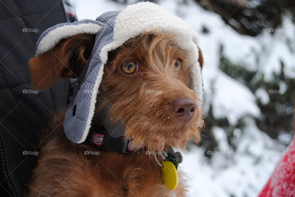 Winter Pup
