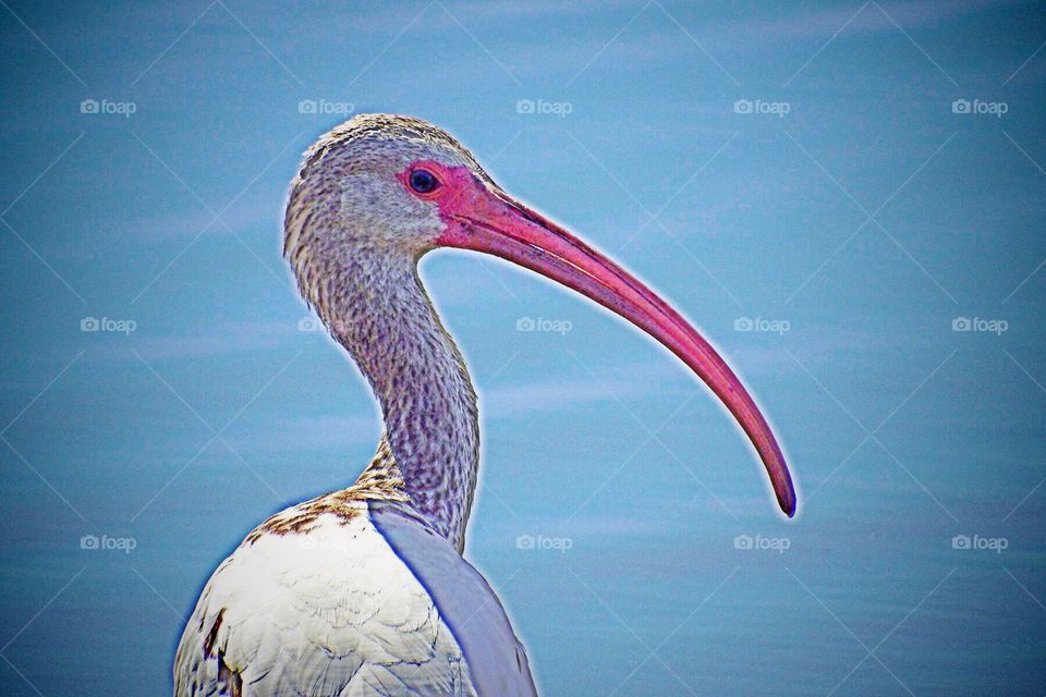 Juvenile ibis headshot . Juvenile ibis headshot