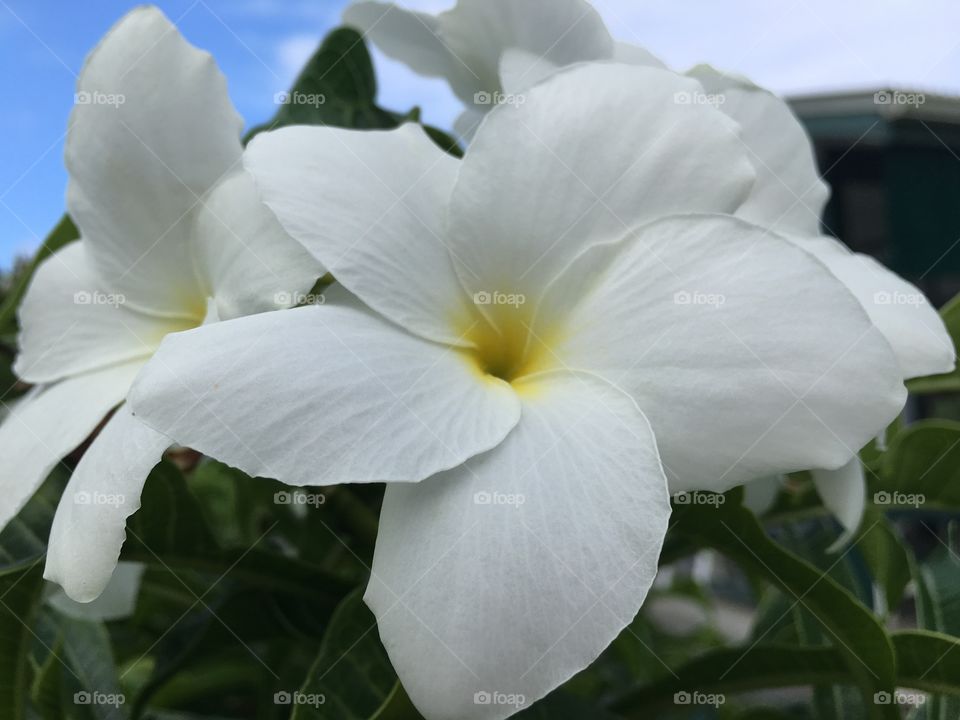 Flowers 