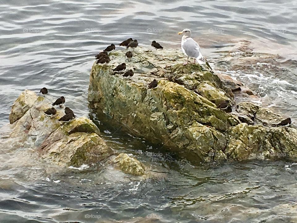 Seagull and his babies