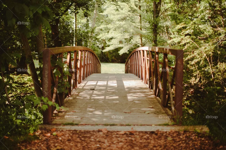 Wood, Leaf, Nature, Guidance, No Person