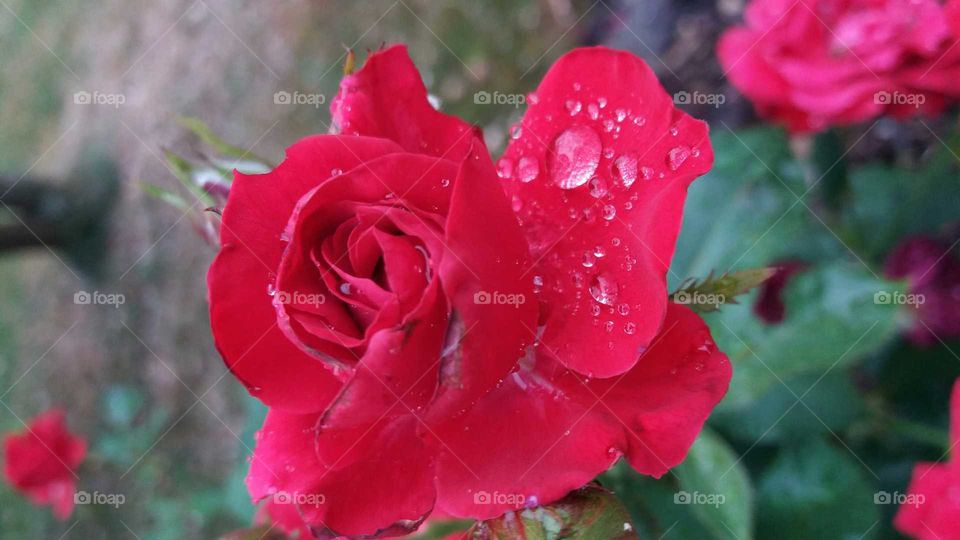 red rose & rain