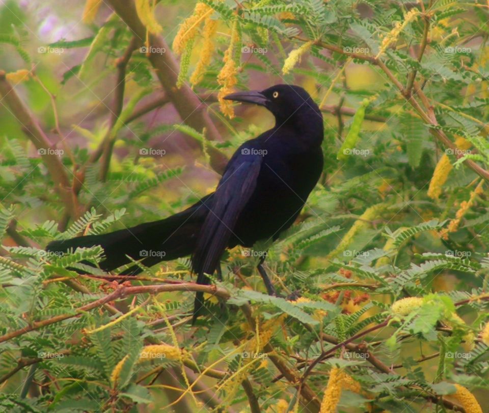Beautiful Grackle on a Branch