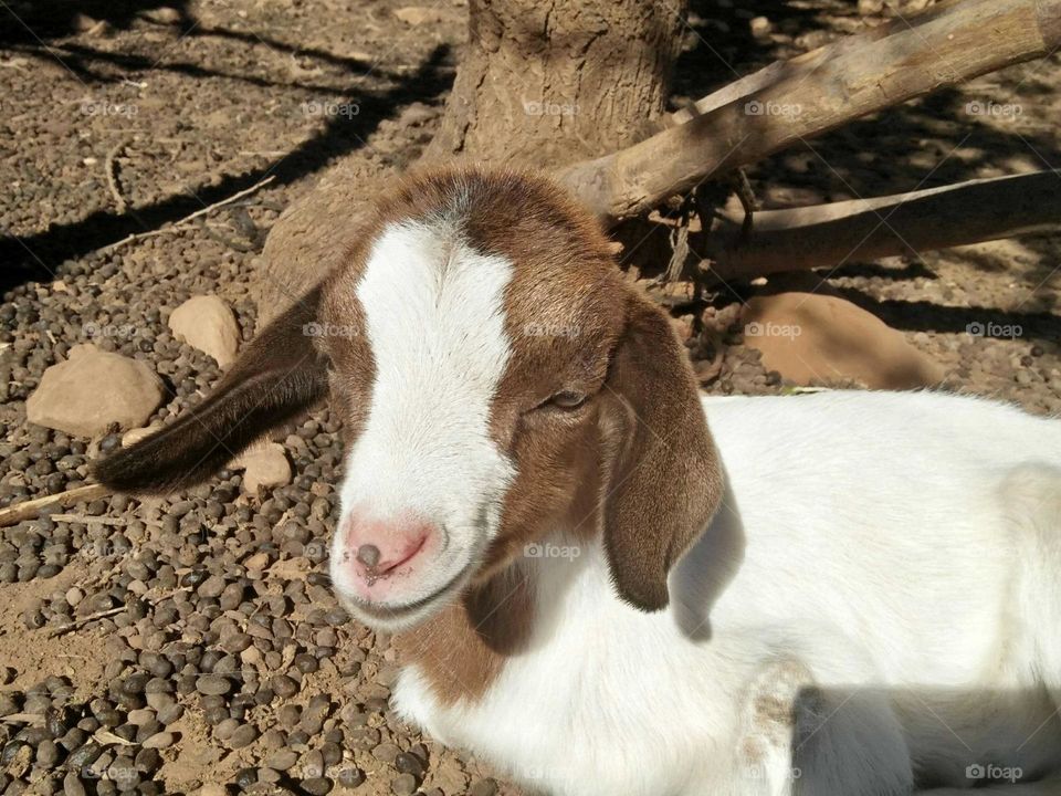 Beautiful lamb looking at camera.